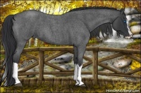 Horse Color:Blue Roan Splash 