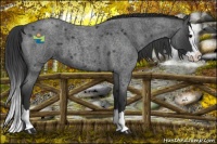 Horse Color:Blue Roan Splash