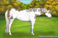 Horse Color:White Spotted Chocolate Palomino Splash Frame 