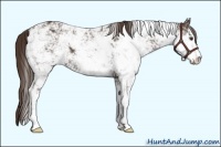Horse Color:Liver Chestnut Sabino