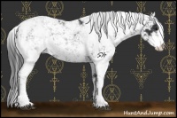 Horse Color:Black Sabino 