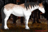 Horse Color:White Spotted Bay 
