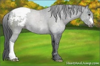 Horse Color:Black Appaloosa 