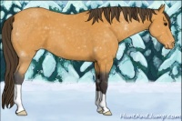 Horse Color:Buckskin Roan Varnish