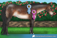 Horse Color:Brown  and Brown 