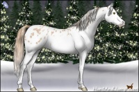 Horse Color:Chestnut Pearl Splash Appaloosa Rabicano