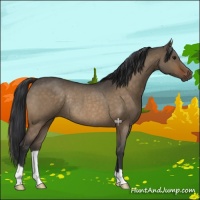 Horse Color:Bay Roan Dun Rabicano