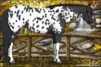 Horse Color:Black Near Leopard 