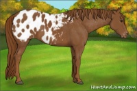 Horse Color:Chestnut Appaloosa 