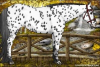 Horse Color:Black Near Leopard 