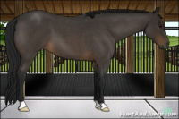 Horse Color:Gray Buckskin Roan 