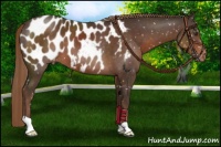 Horse Color:Liver Chestnut Appaloosa 
