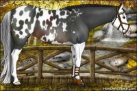Horse Color:Brown Splash Appaloosa 