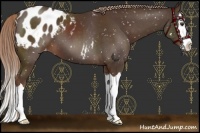 Horse Color:Liver Chestnut Sabino Splash Appaloosa 