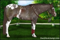 Horse Color:White Spotted Liver Chestnut Blanket 