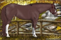 Horse Color:Chocolate Black Appaloosa