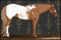 Horse Color:Chestnut Snowcap 