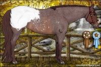Horse Color:Chocolate Brown Roan Snowcap 