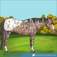 Horse Color:Liver Chestnut Appaloosa 