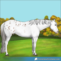 Horse Color:Liver Chestnut Appaloosa