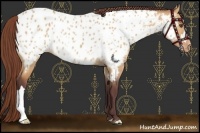 Horse Color:Chocolate Bay Dun Near Leopard 