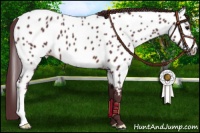 Horse Color:Chocolate Brown Appaloosa 