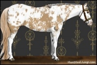 Horse Color:Red Dun Sabino Appaloosa