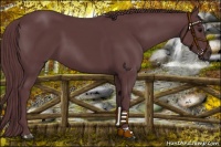 Horse Color:Chocolate Black