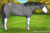 Horse Color:Blue Roan Splash