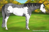 Horse Color:Blue Roan Splash Frame