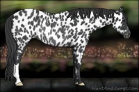 Horse Color:Black Appaloosa Rabicano 