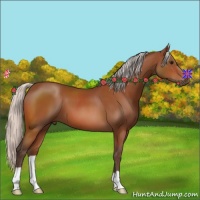 Horse Color:Silver Bay 