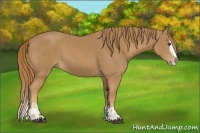 Horse Color:Chestnut  and Chestnut Splash 