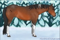 Horse Color:Bay Tobiano 