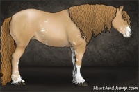 Horse Color:Chestnut Pearl Sabino