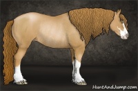 Horse Color:Chestnut Pearl Sabino Rabicano
