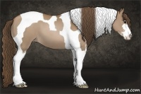 Horse Color:Black Pearl Sabino Tobiano