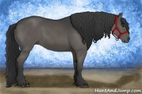 Horse Color:Black Rabicano 