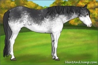 Horse Color:White Spotted Black
