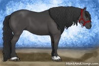 Horse Color:Black 