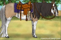 Horse Color:Amber Champagne Splash