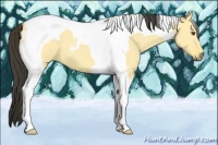 Horse Color:Buckskin Dun Tobiano 