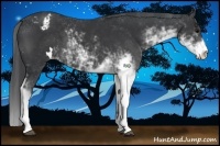 Horse Color:Black Sabino Appaloosa 