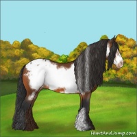 Horse Color:Bay Frame Appaloosa