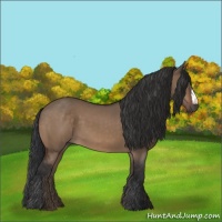 Horse Color:Brown Dun 