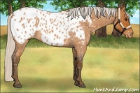 Horse Color:Silver Bay Roan Appaloosa 