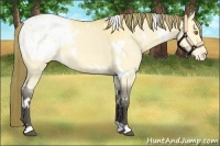 Horse Color:White Spotted Buckskin Dun Snowflake Varnish 