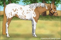 Horse Color:Chestnut Tobiano Appaloosa 