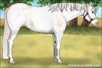 Horse Color:White Spotted Silver Bay Dun Splash Appaloosa