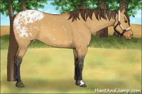 Horse Color:Bay Dun Appaloosa 